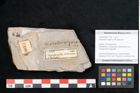 Foto (Objekt + Etikett) von Asplenites elegans Ettingshausen (NHMW-GEO-2024-0188-11190)